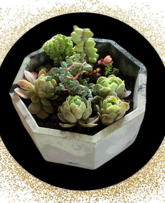 25oz Handcrafted Concrete Octagon Vessel