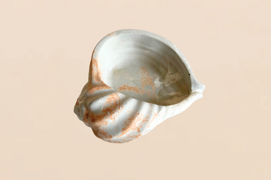 Calypso Shell Tray