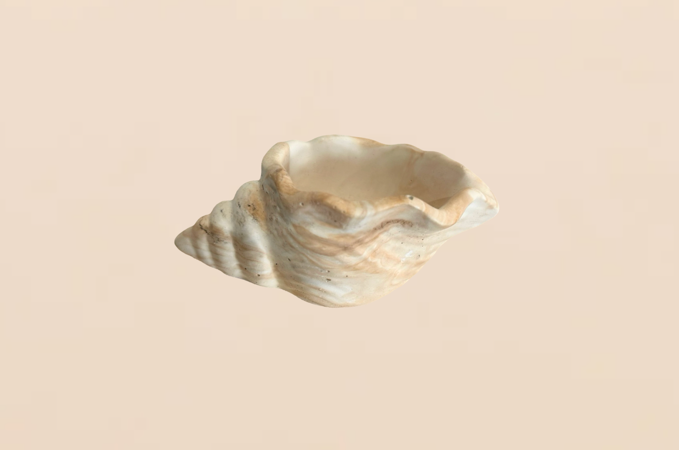 Aurora Shell Tray