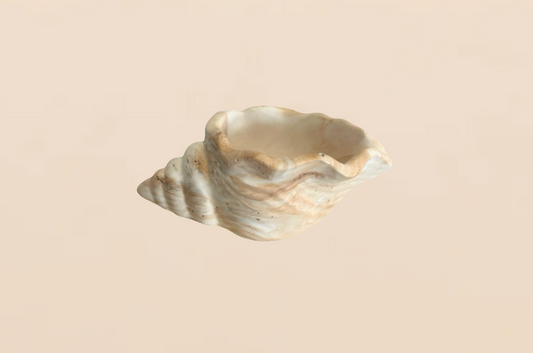 Aurora Shell Tray