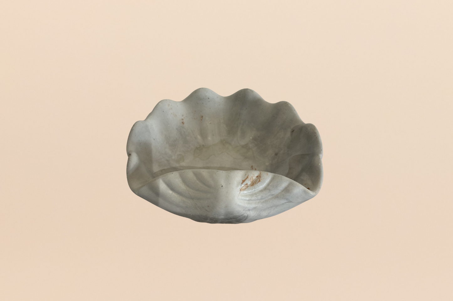 Venus Shell Tray